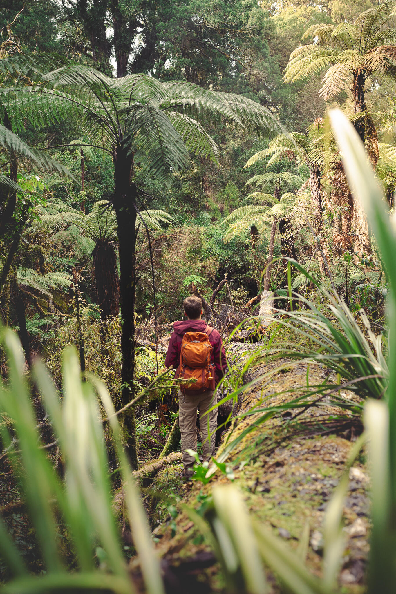 Embracing the breathtaking beauty in one of New Zealand's last primeval forests Photo © Camas Lindbeck