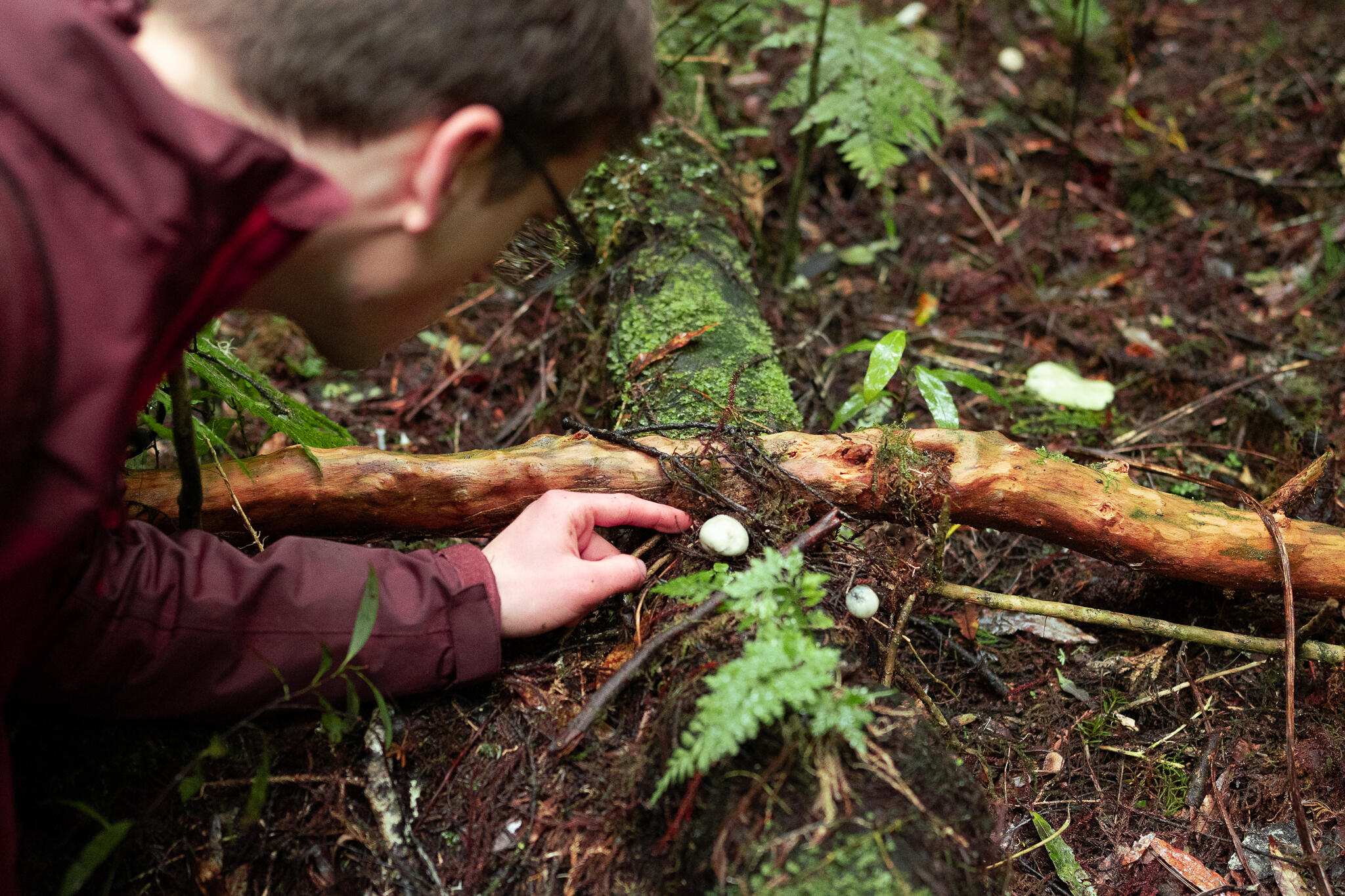 Finding Psilocybe weraroa, the psychoactive mushrooms endemic to New Zealand
