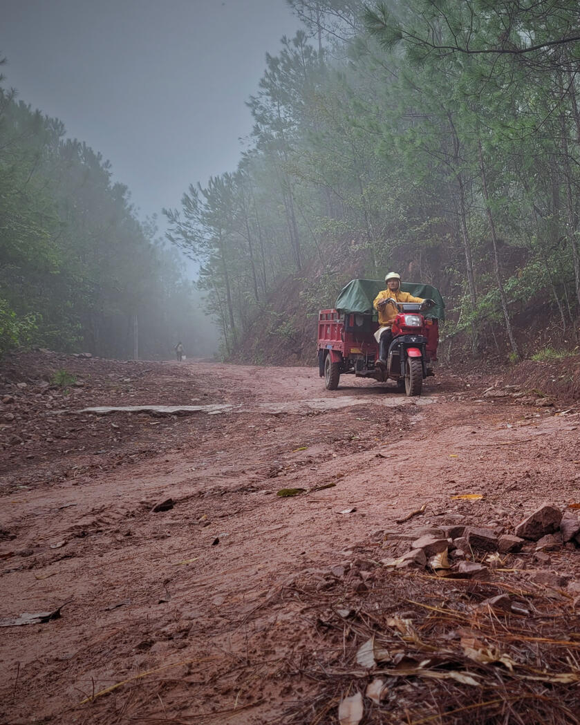 Locals venture into forests hours before dawn in search of mushrooms, to deliver the freshest fungal delicacies to city markets each morning Yunnan, China