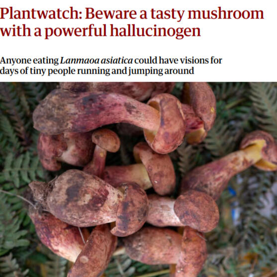 The Guardian